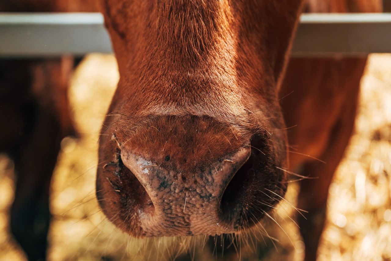 TB reactors: How long does it take to remove cattle in each county?