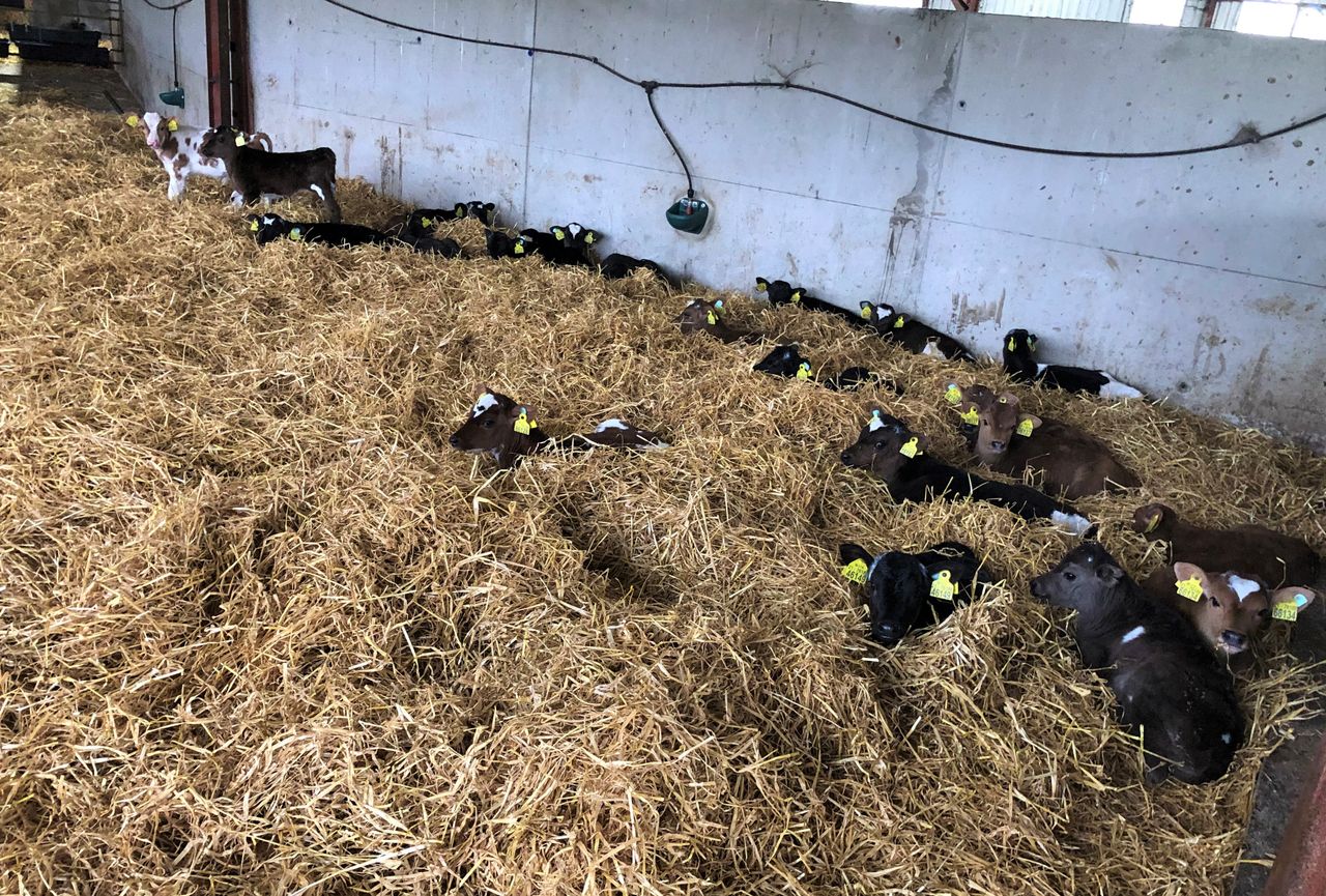 Calf registrations: 1 million mark reached for 2024