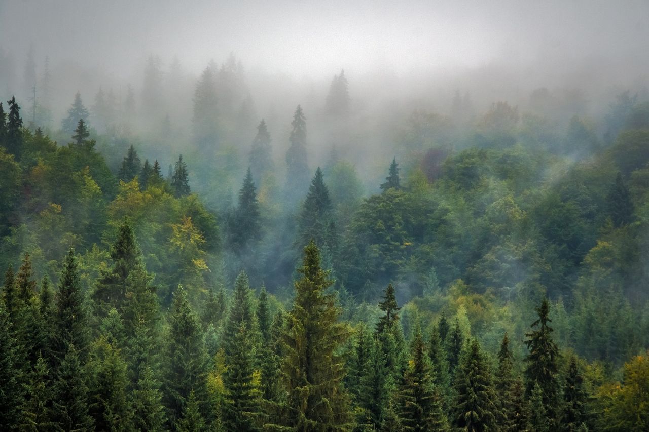 Power line maintenance crew 'got lost' due to forestry neglect - TD