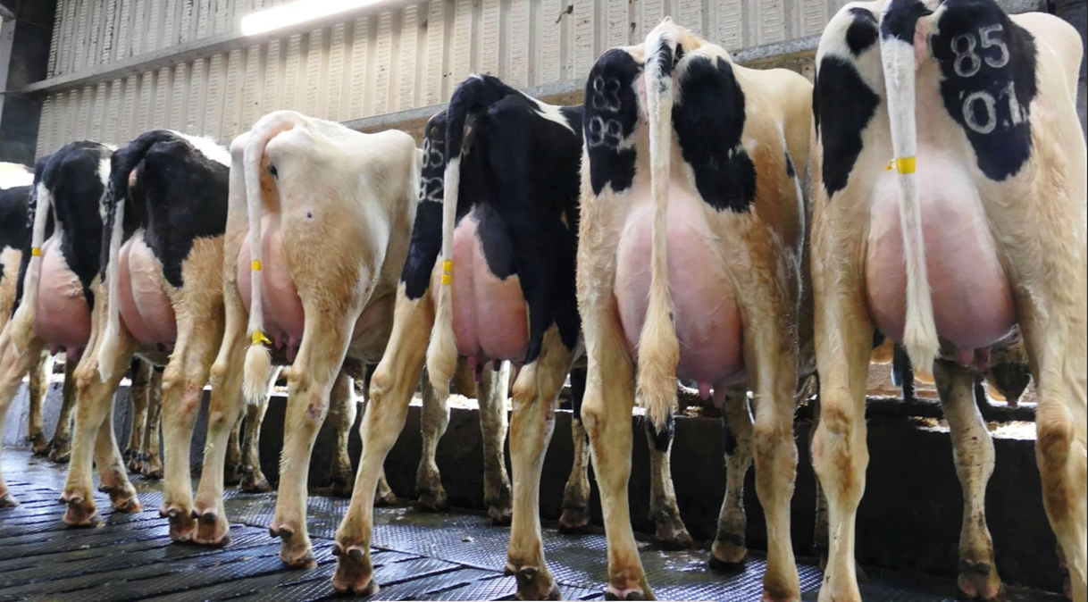 Carnaross dairy sale see prices reach €3,520