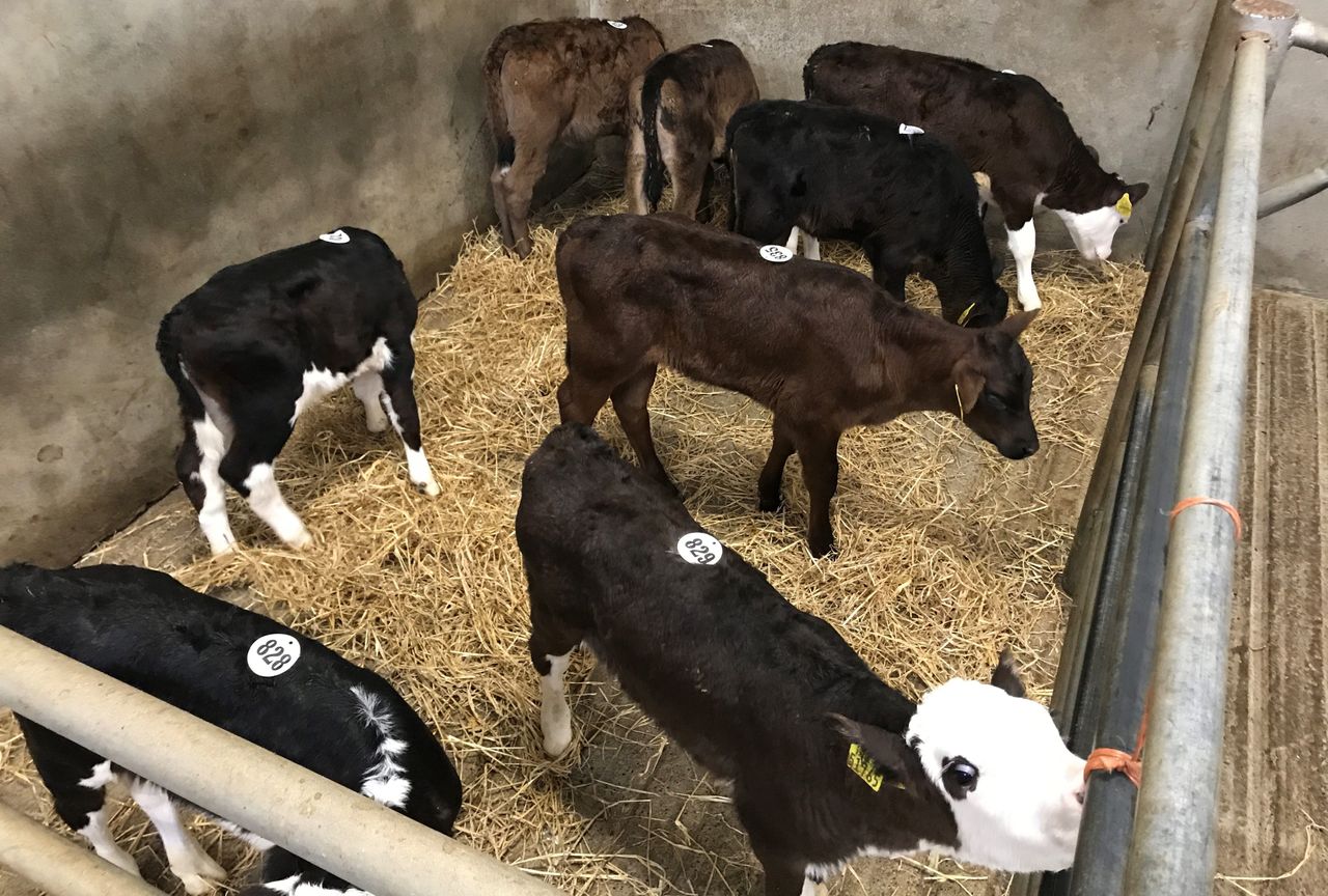 Calf sales 'a game of two halves' at Gortatlea