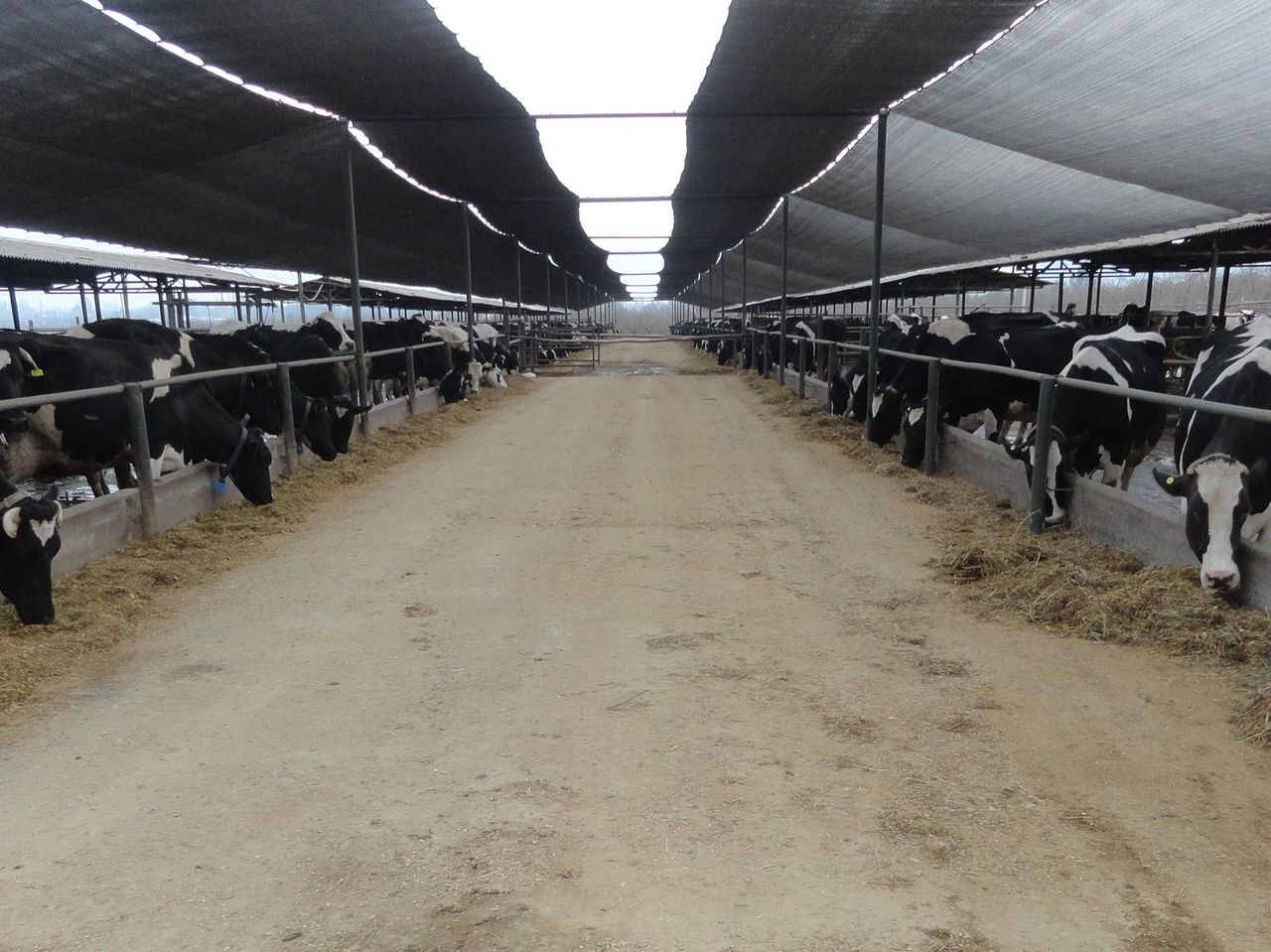 Views of a visitor: Dairying in Chile