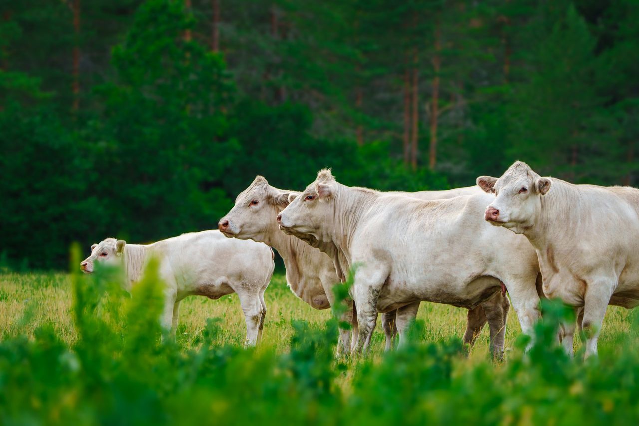 Beef farmers sought for new climate research project