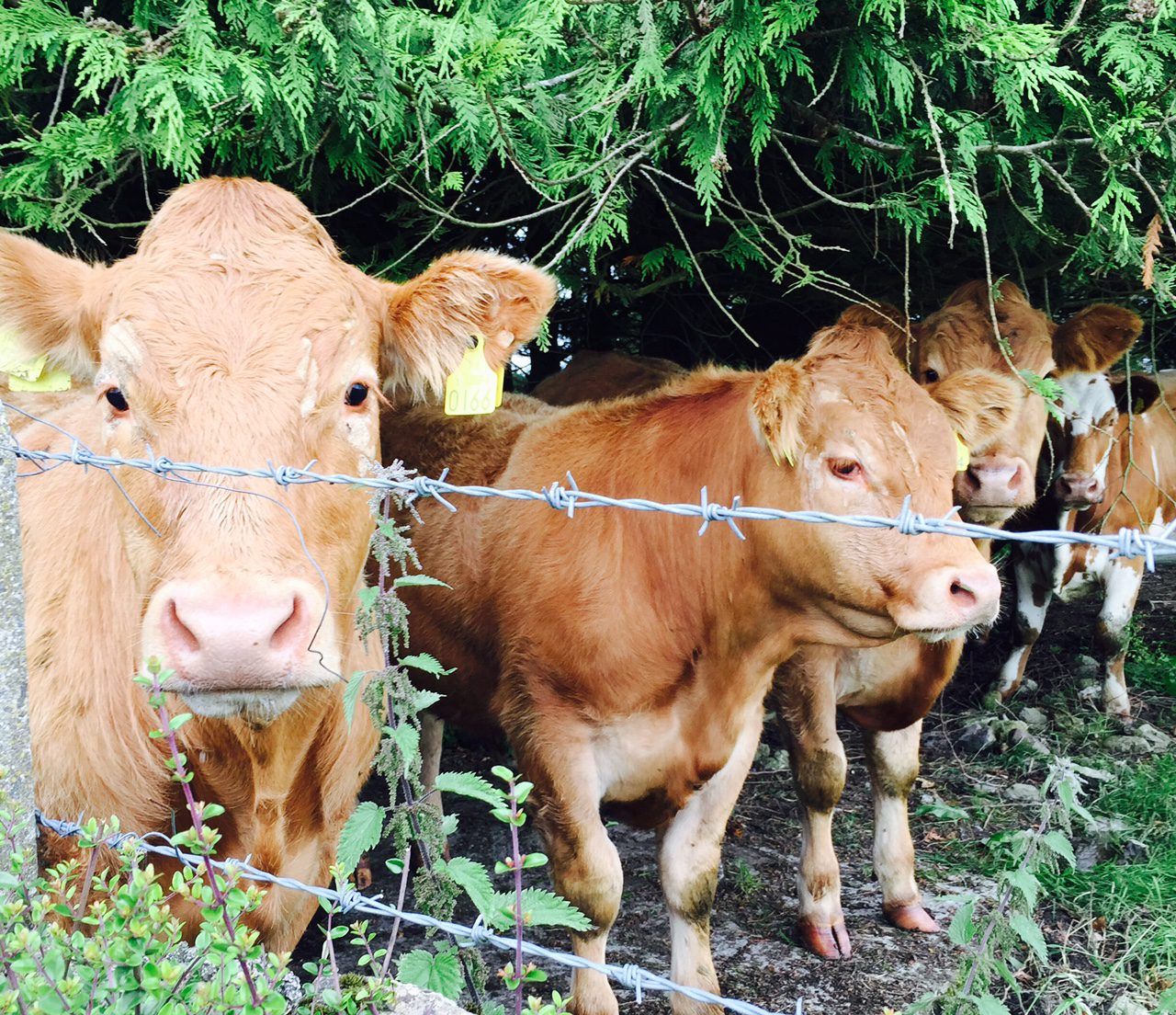 What does the rise of Lidl and Aldi in UK mean for Irish beef farmers?