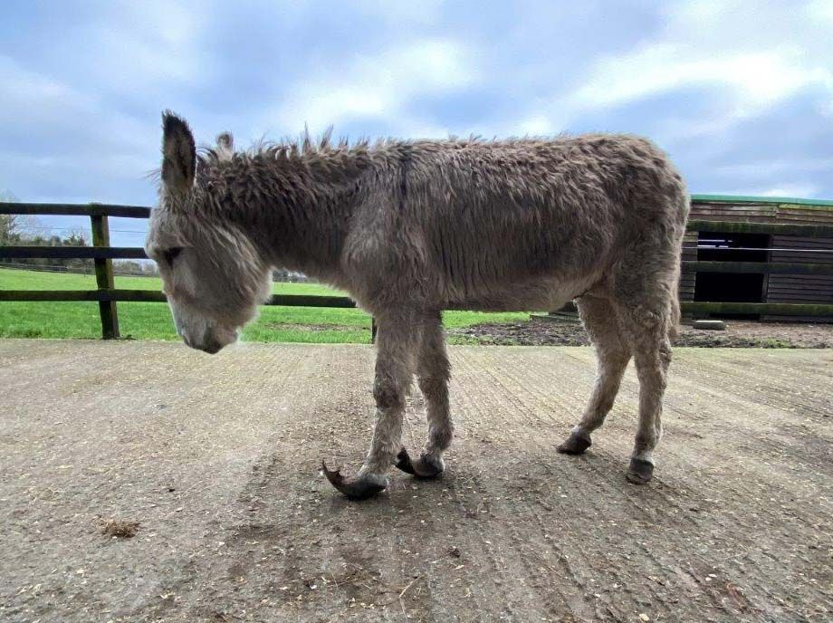 Minister launches 2022 Animal Welfare Grant Programme for charities