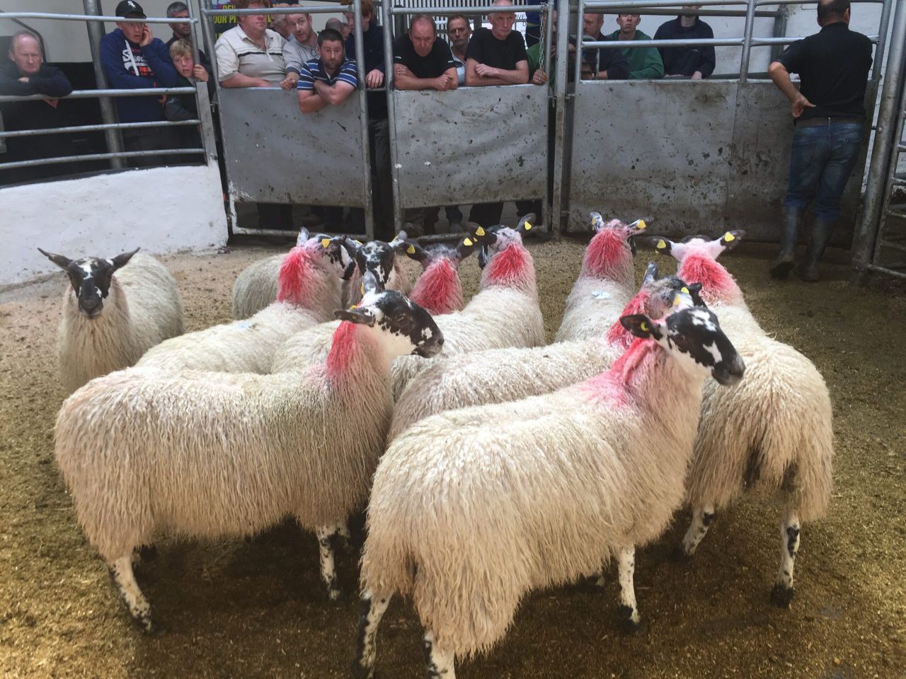 Deja vu for hogget finishers