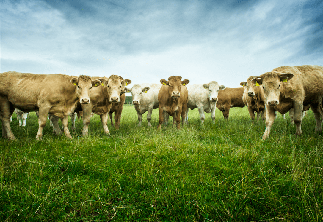 Country Crest closes the loop on 'farm to fork'
