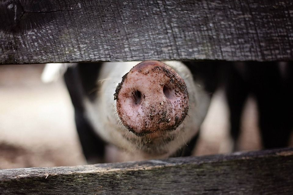 Cork farmer exits dairy to develop free range pig hobby