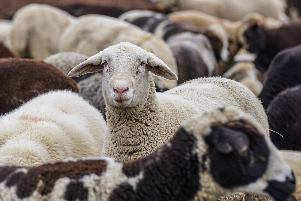 UK sheepmeat imports from NZ and Australia total 37,900t in 2023