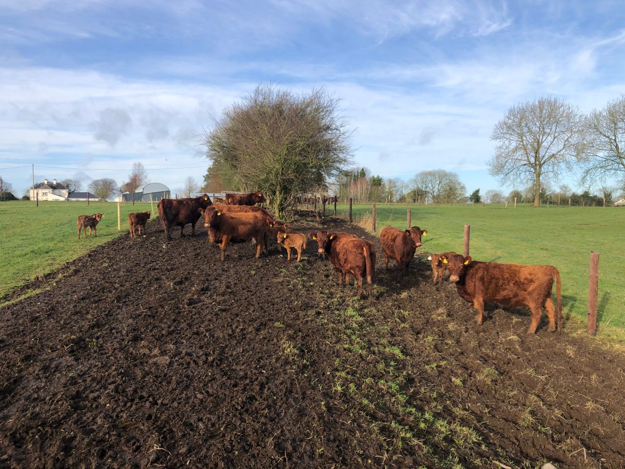 Inaugural Dexter show and sale set for Gort next month