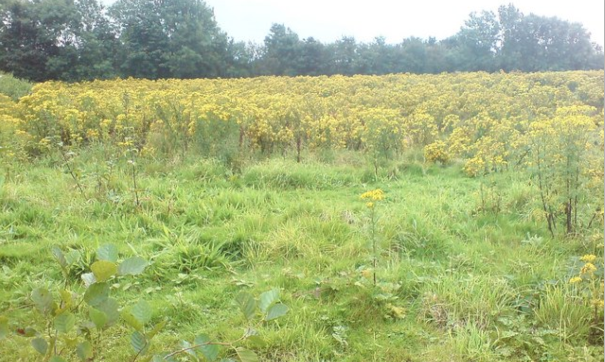 Opinion: Ragwort infestations now of 'epidemic proportions'