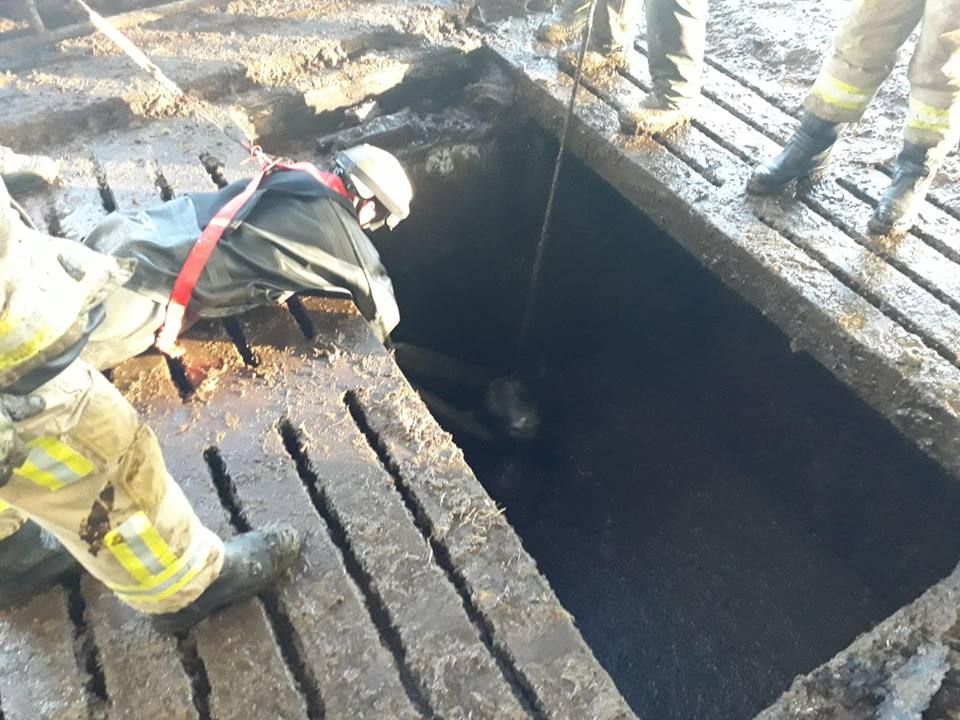 Firefighters spring stricken cattle from slurry tank