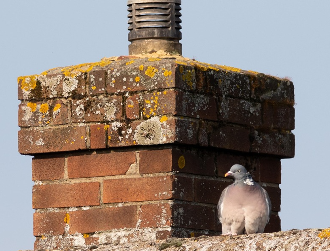 Council planners 'need to allow chimneys again' - MEP