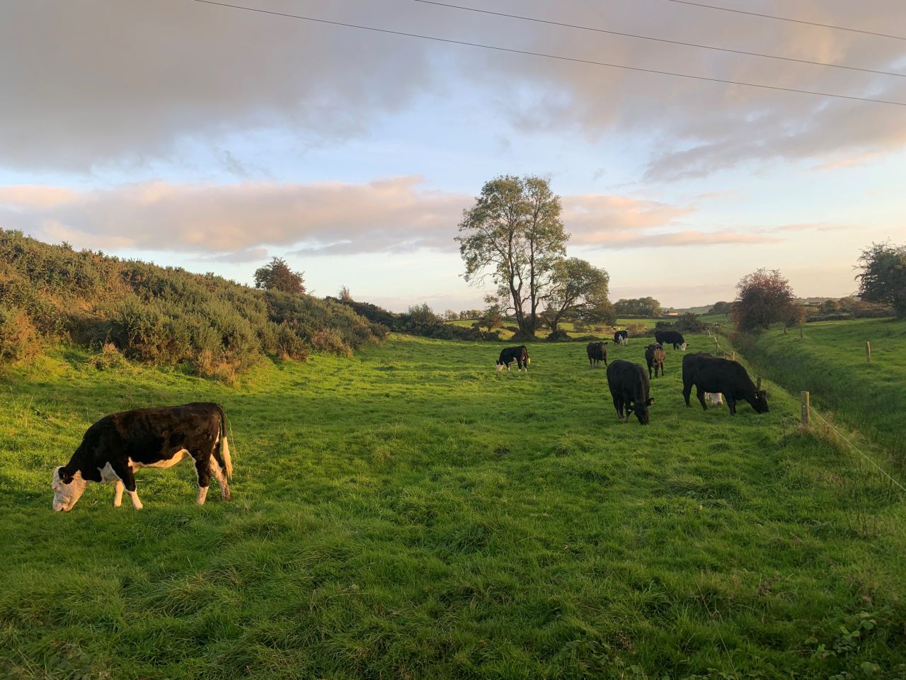 Irish beef prices 28c/kg below benchmark 'is unacceptable'
