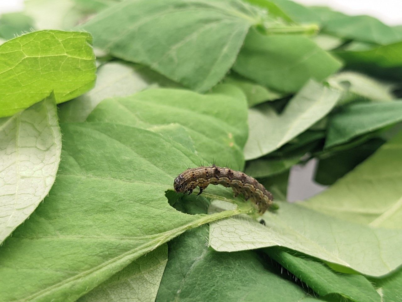 Study: Agriculture needs new way to manage pest resistance