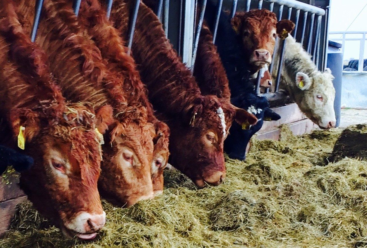 Quiz: How well do you know your cattle?