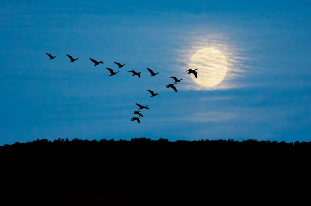 EU ruling on Birds Directive 'direct threat' to farming - Fitzmaurice