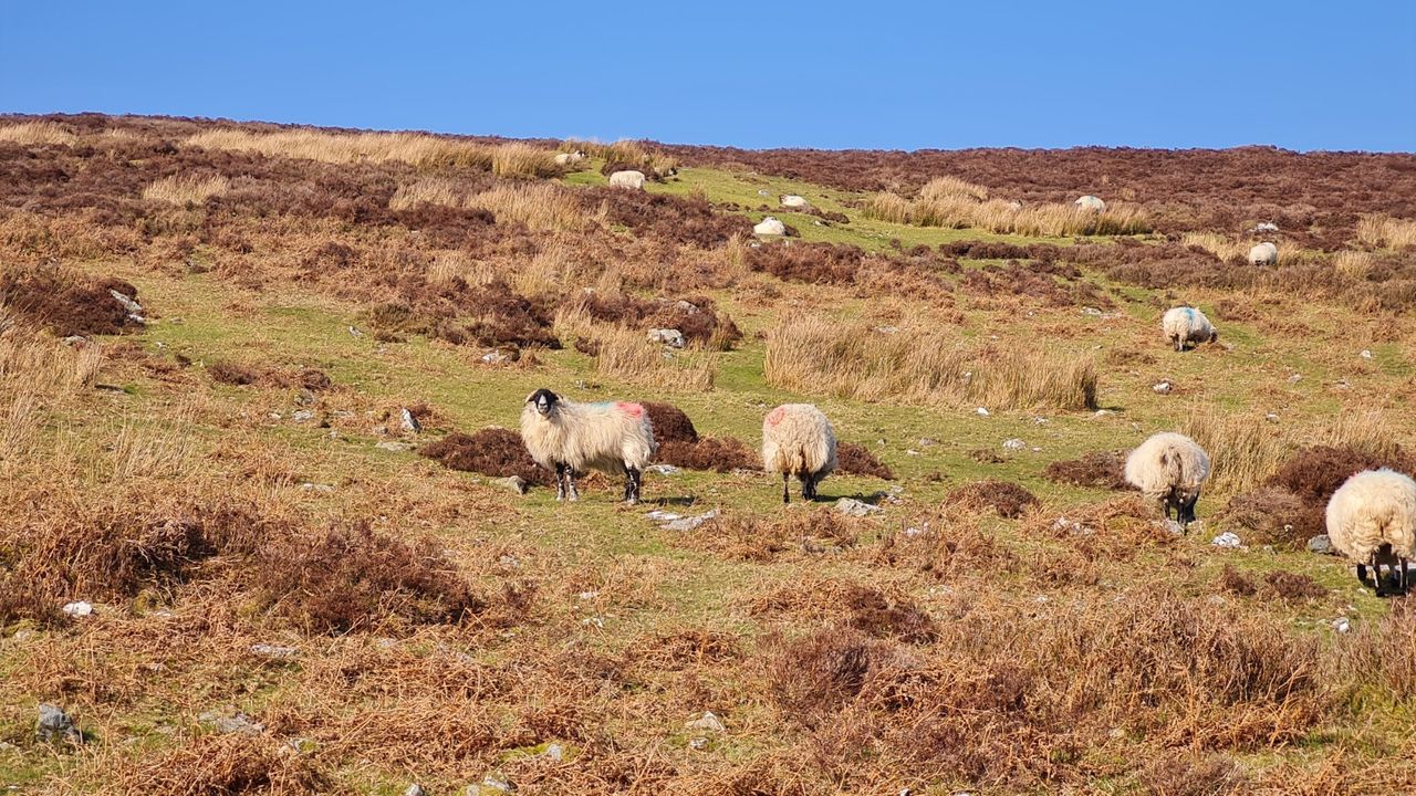 61% of drystock farmers 'not having difficulty' getting fertiliser delivered