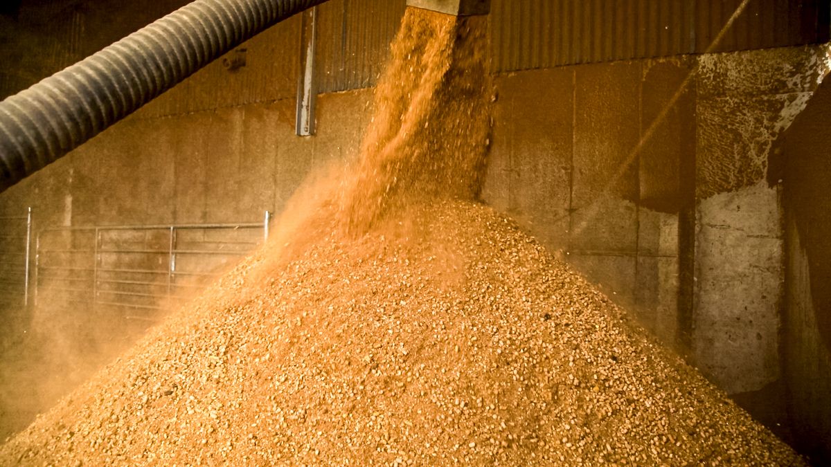 World's largest mycotoxin survey finds threats to animal protein remain high