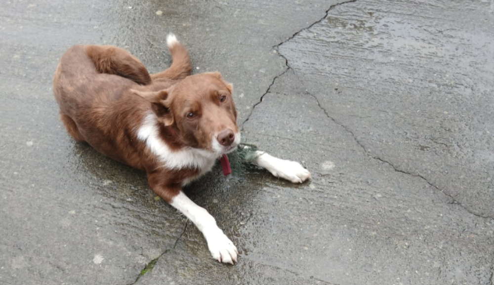 'Beloved' dog stolen with jeep near mart is safe and reunited with family