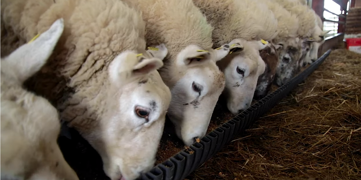 Ewe management during the weaning period on farms