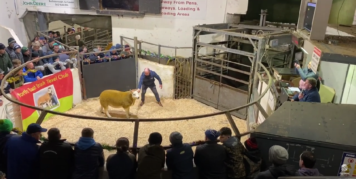Video: €4,600 tops the North East Texel Twilight sale