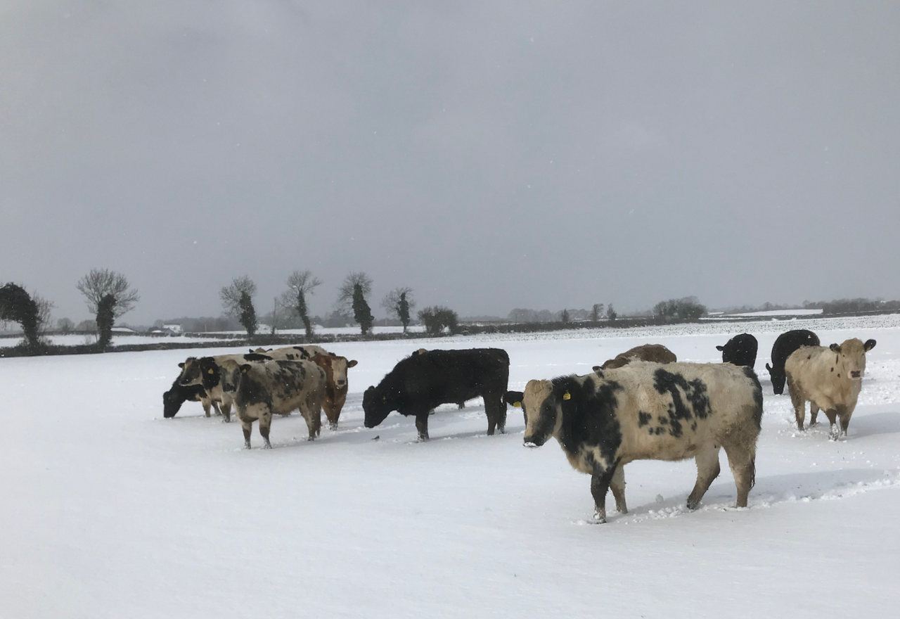 Factory quotes: Beef prices rise but snow wreaks havoc