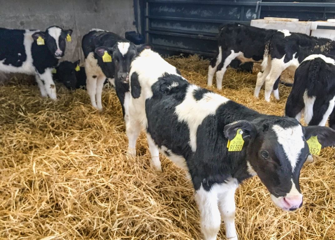 Calf price offered by live exporters criticised by ICMSA