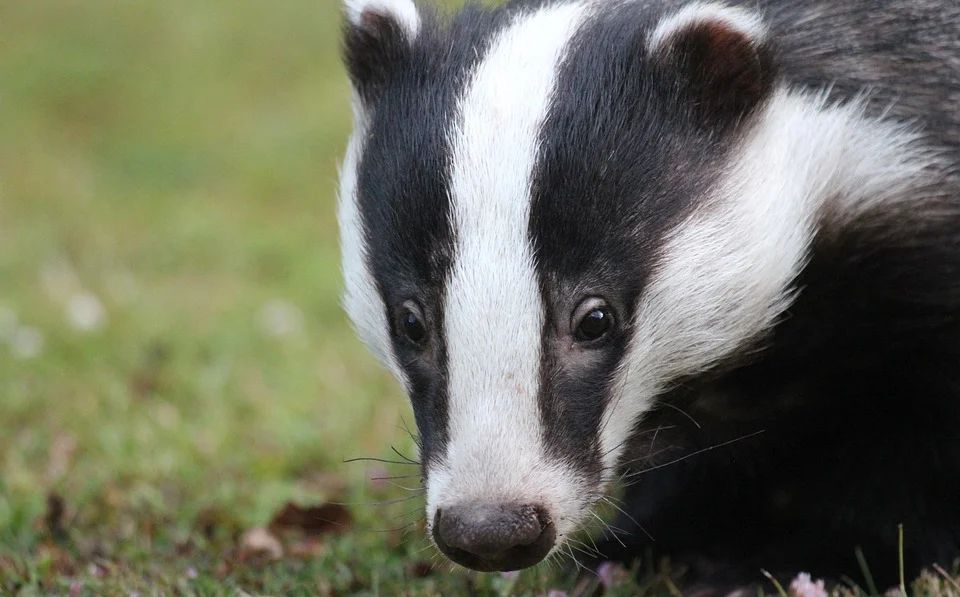 Wildlife cannot be addressed 'in isolation' to cattle controls in bTB fight