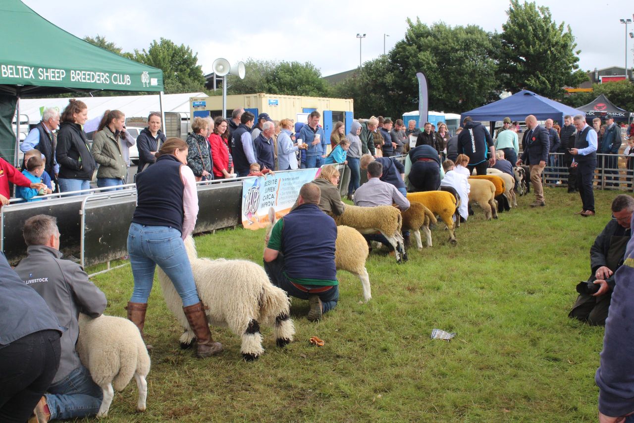 NI sheep farmers 'need parity' on financial supports available in south - breeder