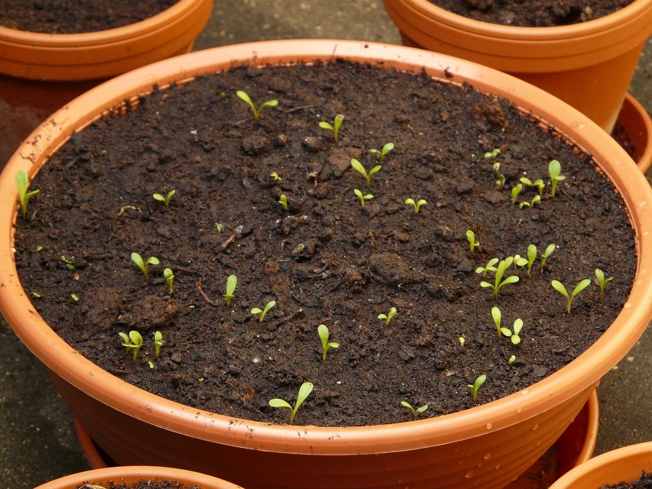 Irish Seed Savers temporarily suspends online seed sales due to 'massive upsurge' in orders