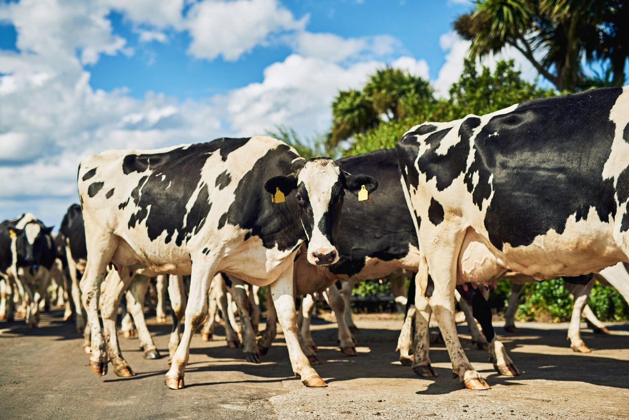 Focus on calf sourcing, health and better genetics at major conference next week