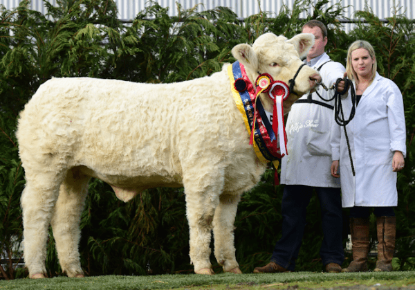 Charolais breeders set to flock to Roscommon for National Show