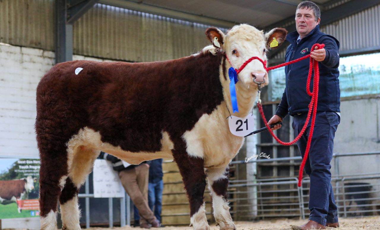 Hereford heifers average €3,890 at society sale in Tullamore