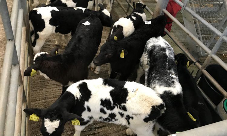 Calf trade: An ease back in prices as numbers jump in marts