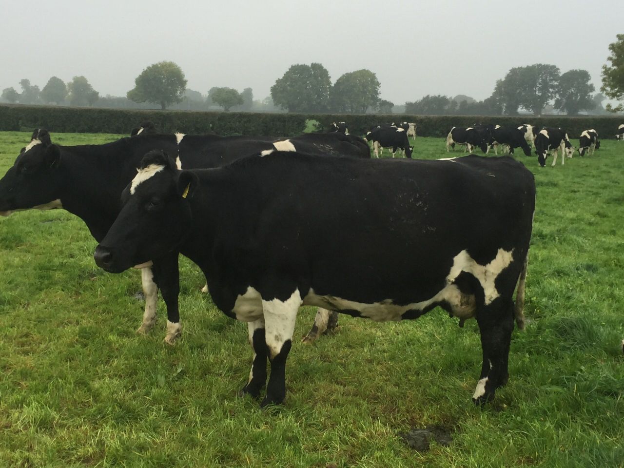 Don't forget to monitor BSC post calving