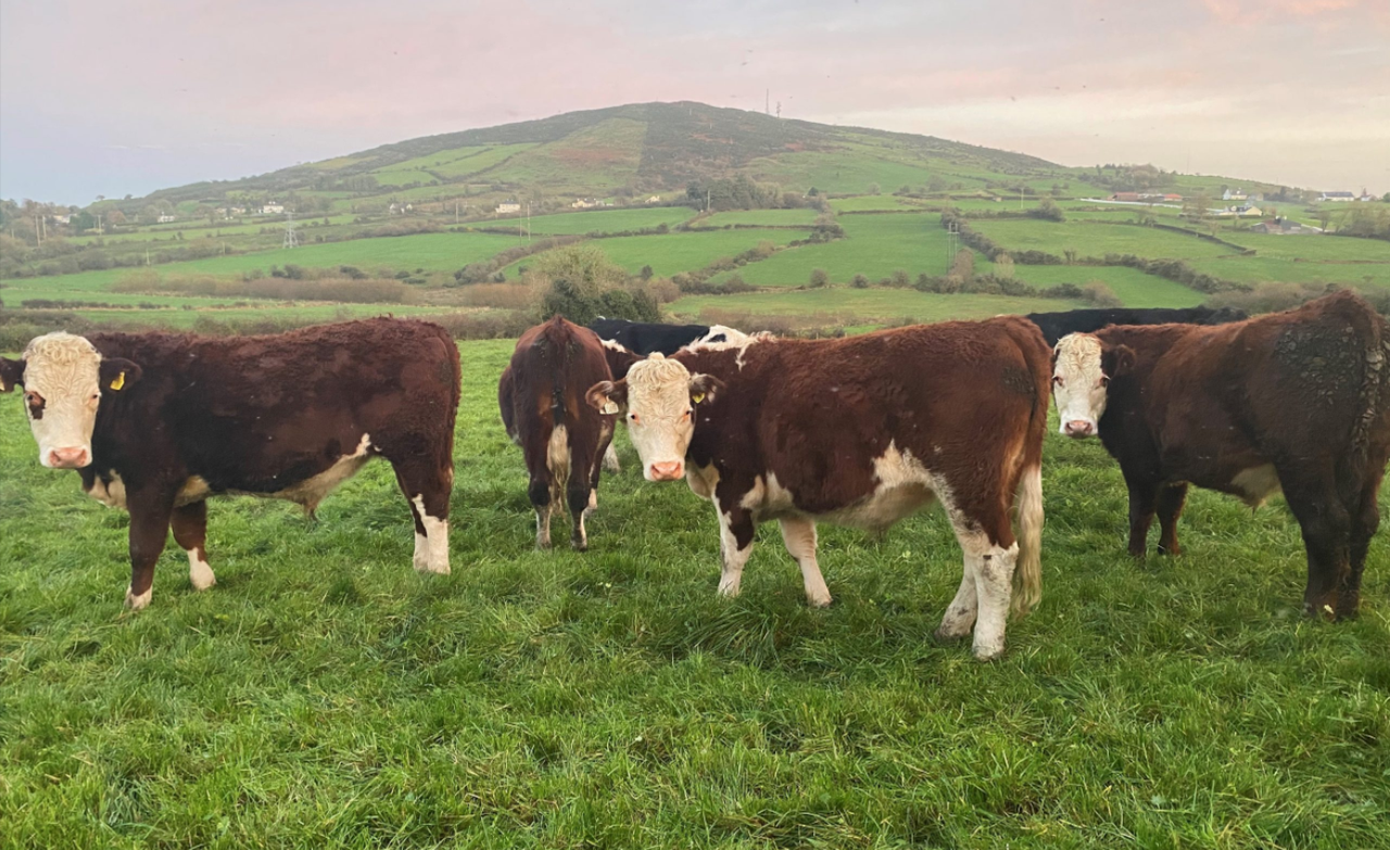Table: What size should cattle paddocks be for 3-day graze-outs?