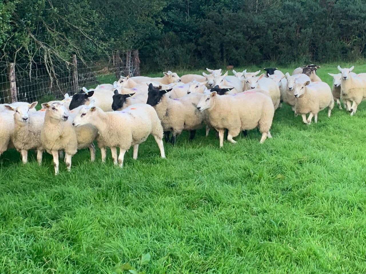 What weight should my ewe lambs be at breeding?