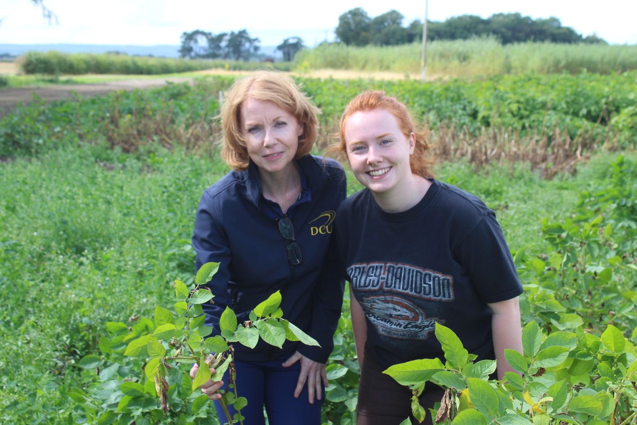 In-field, potato blight detection kits could be available soon