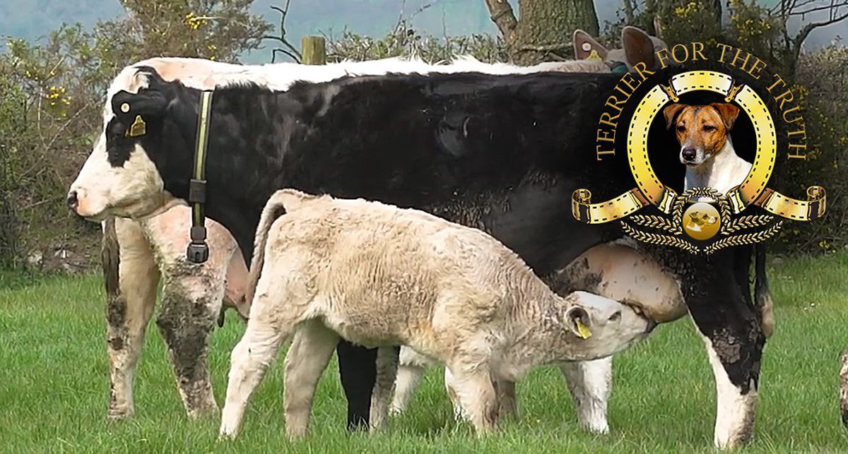 Jack Russell: Beef grid in a state of gridlock - go figure!