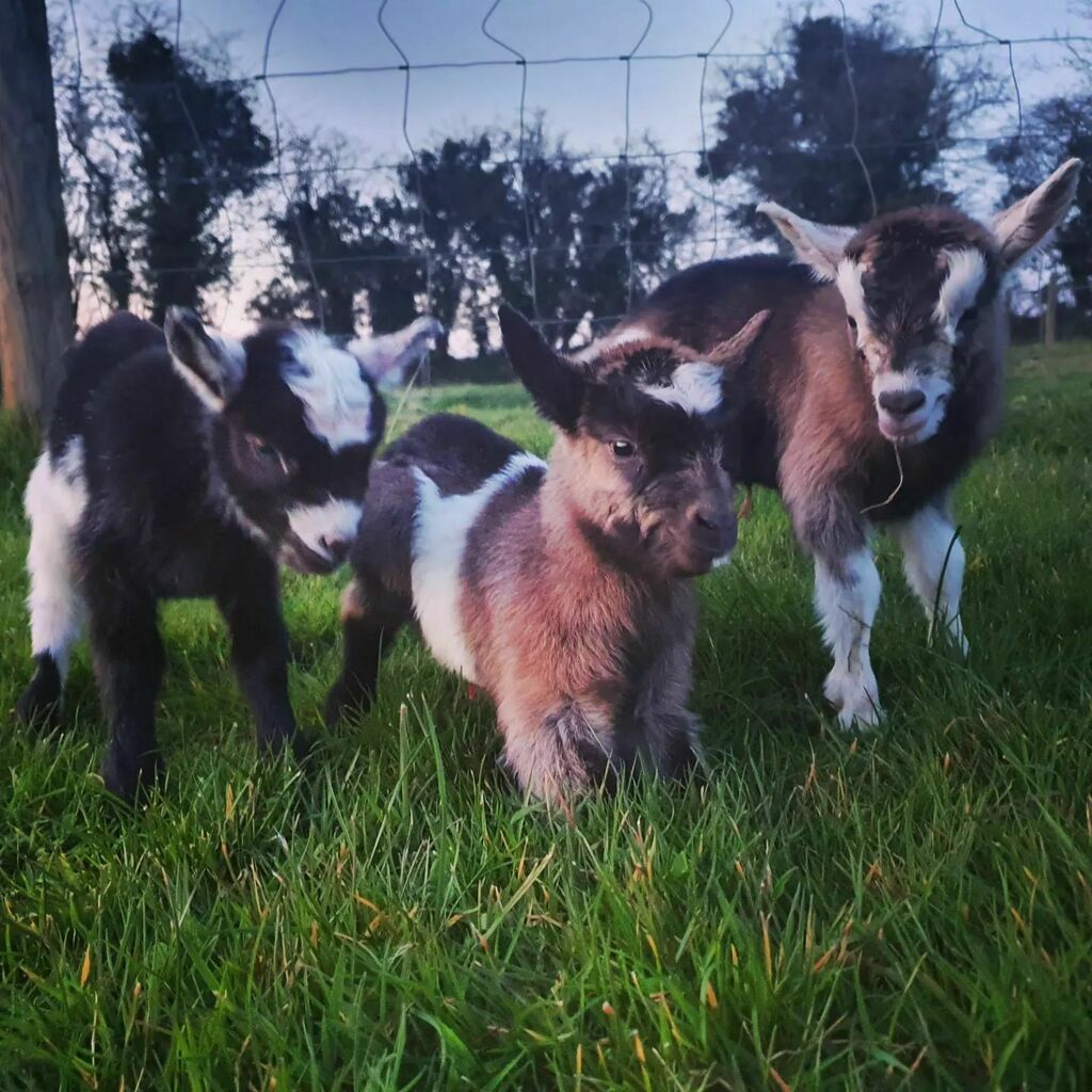 Kilkenny teen devastated after triplet pygmy goats stolen