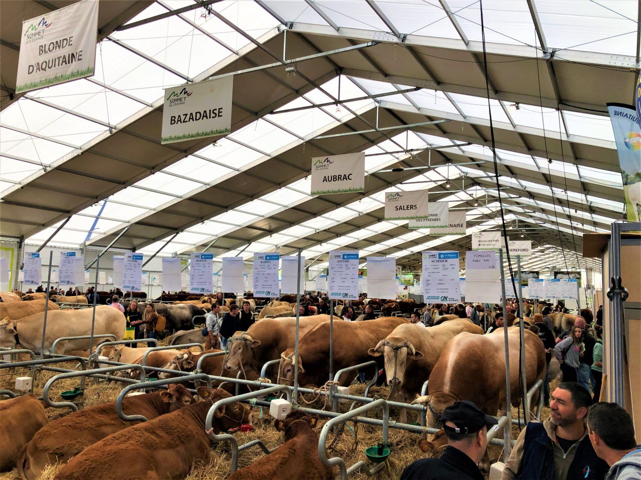 Gallery: 'Unique' beef and dairy breeds at Sommet 2022