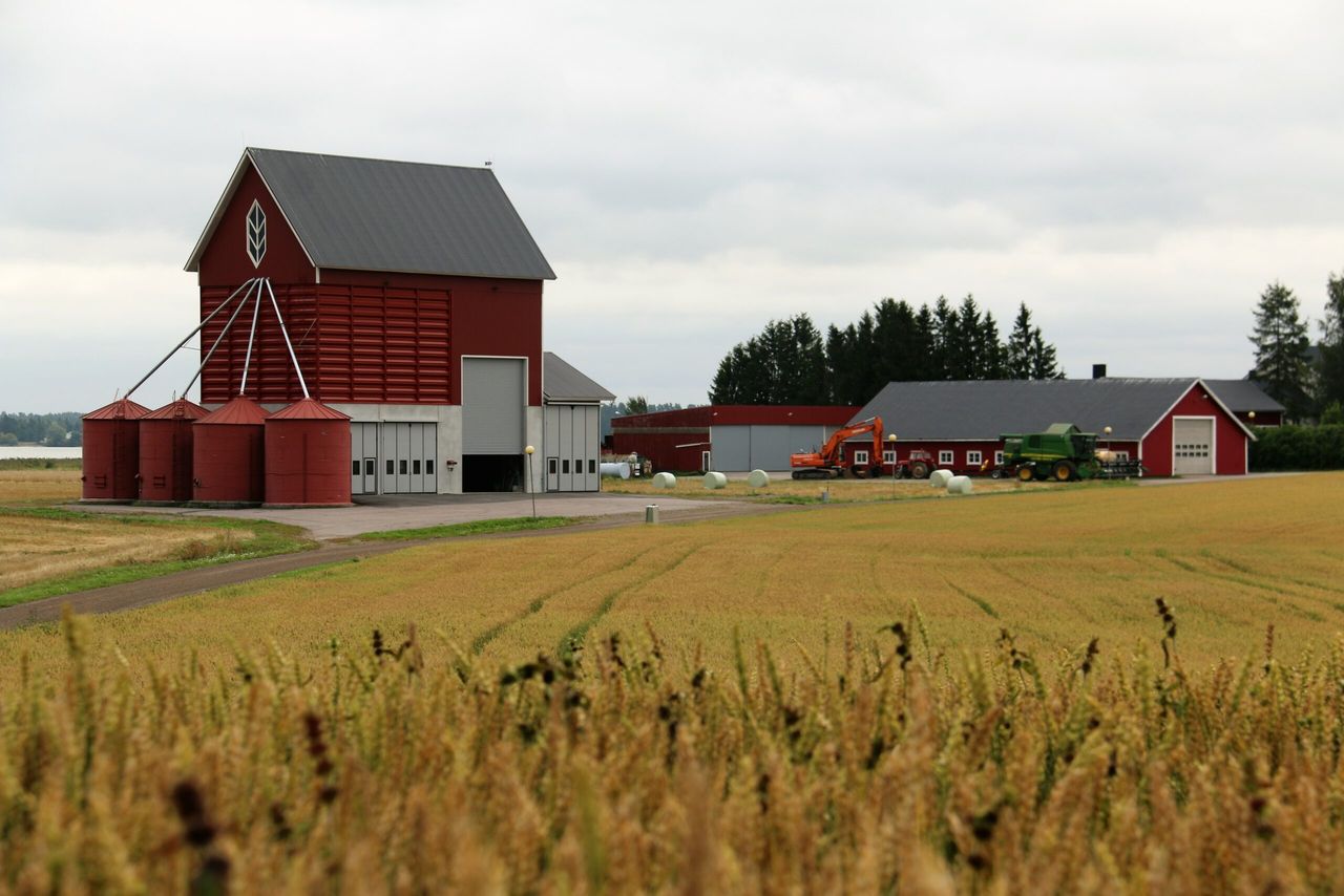 Cash crop farming: Why it doesn’t always pay to produce more