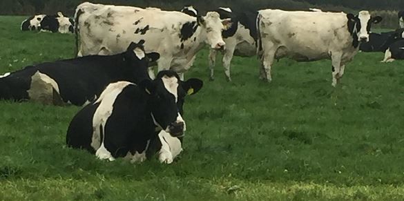 Dairy expansion rests on the farms ability to grow grass - Teagasc/Glanbia farm walk