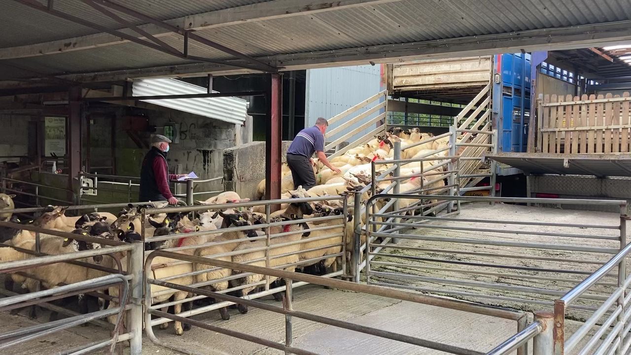 Pics from the mart:  Lamb prices continue to recover at Loughrea