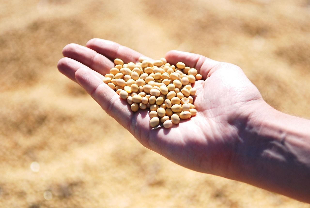 Commission authorises use of genetically modified soybean