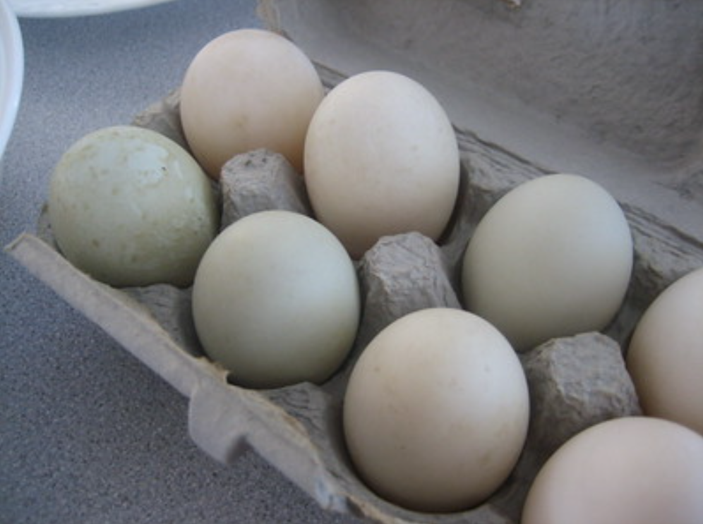 Recall issued for duck eggs due to possible salmonella presence
