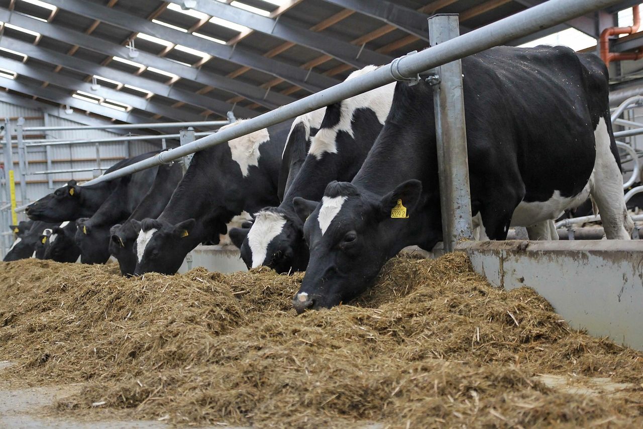 How to boost dry cow immunity levels in an effective manner - Alltech