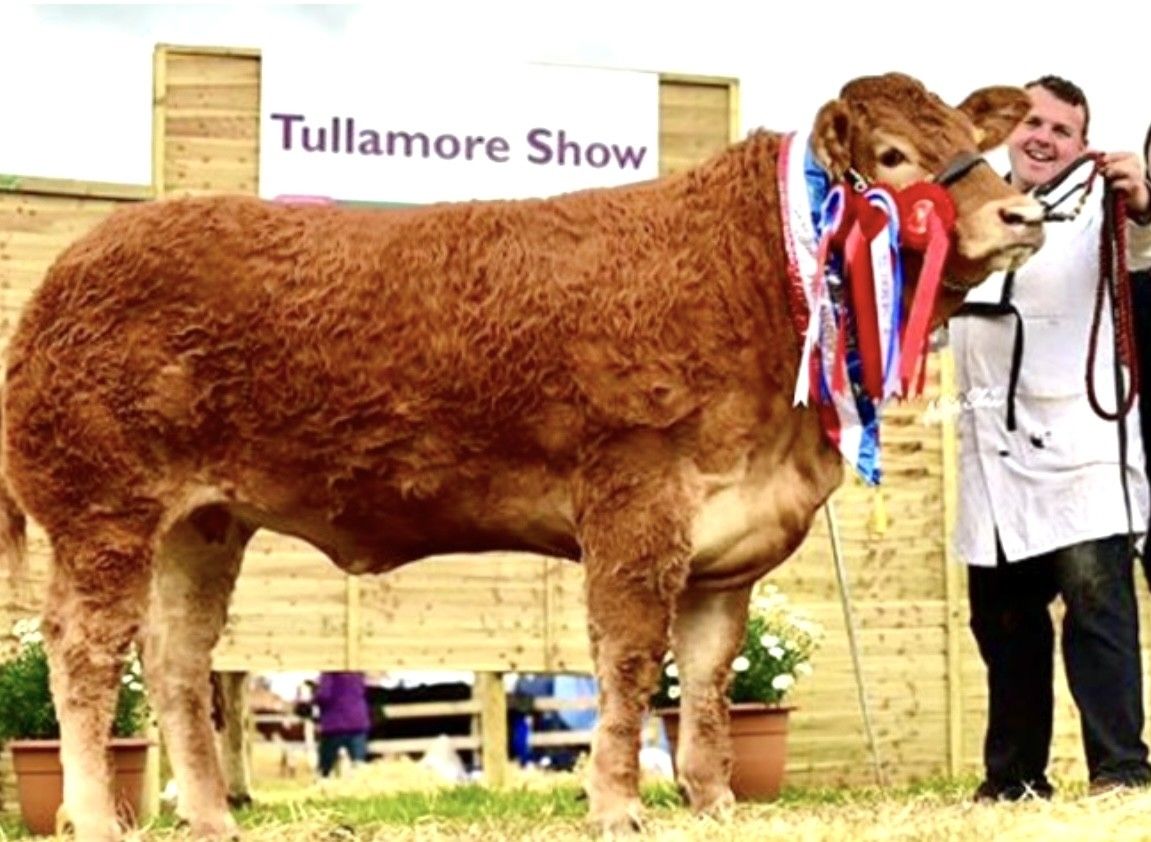 Co. Meath breeder set to judge February Carlisle Limousin bull sale