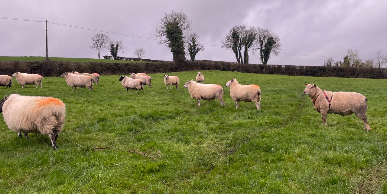 Advice on using raddle effectively when breeding sheep